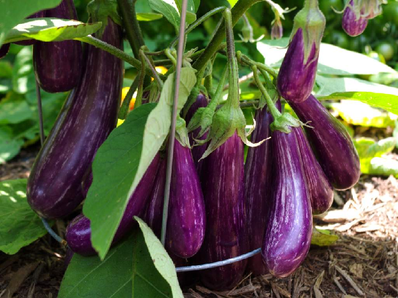 উন্নত পদ্ধতিতে বেগুন চাষ ও ফসল ব্যবস্থাপনা Eggplant Cultivation