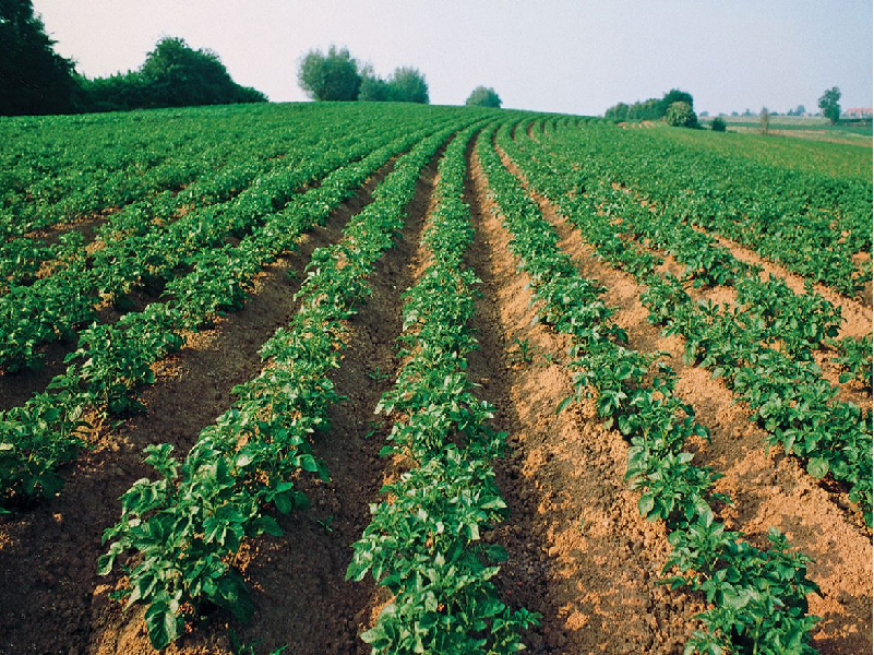 Potato Cultivation (Image Credit - Google)