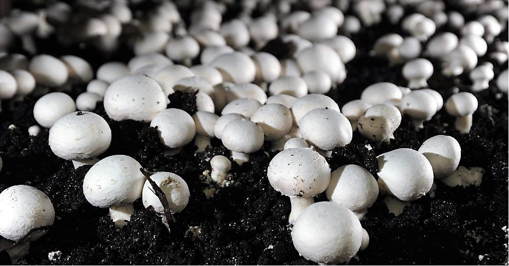 Mushroom Market