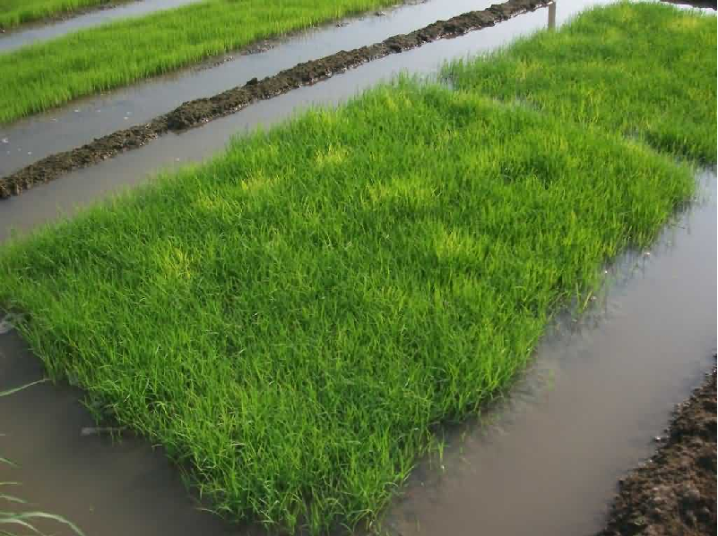 Boro paddy seedbed