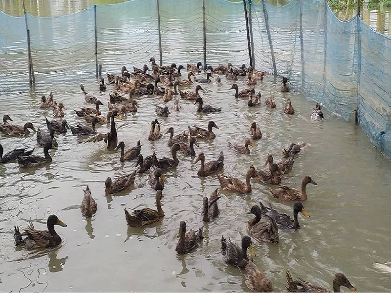 Duck Rearing (Image Credit - Google)