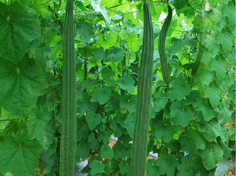 Ridge Gourd Cultivation