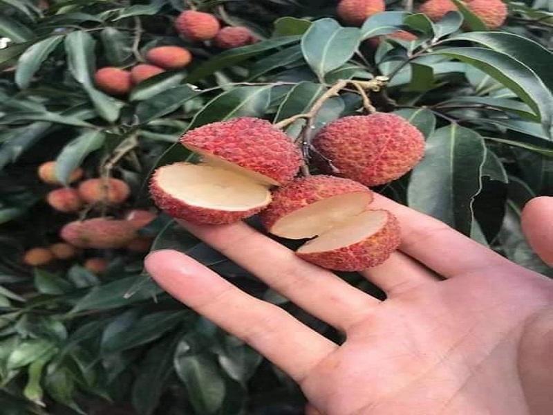 Litchi Cultivation