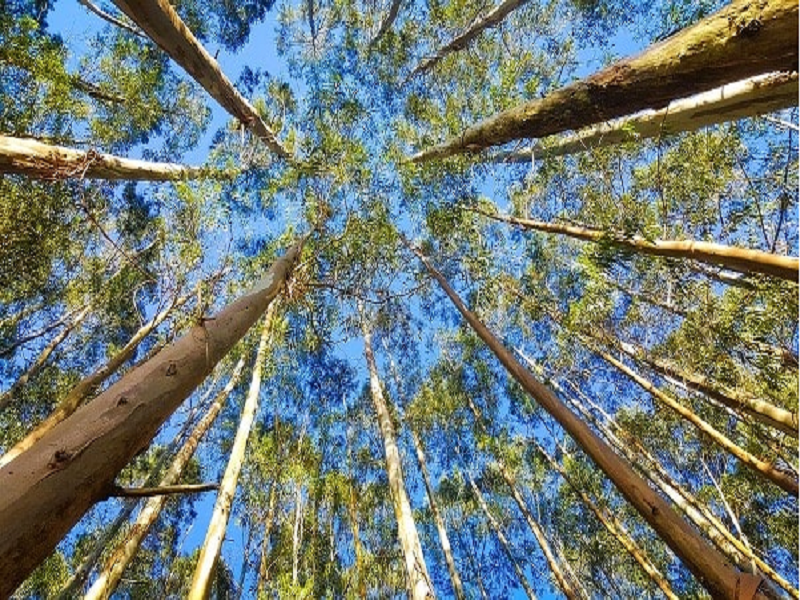 Most Profitable Plant Business