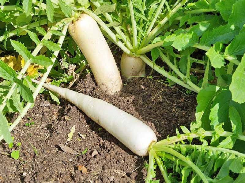 Radish Cultivation