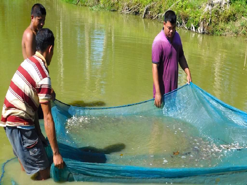 Additional Income For Fish Farmers