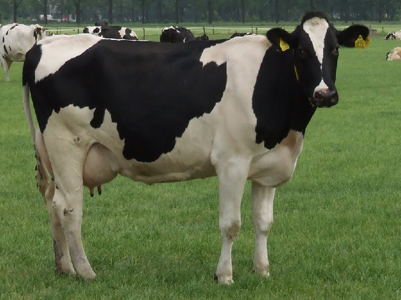 Maintenance of dairy cows