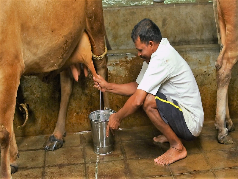 Cow & Buffalo Rearing