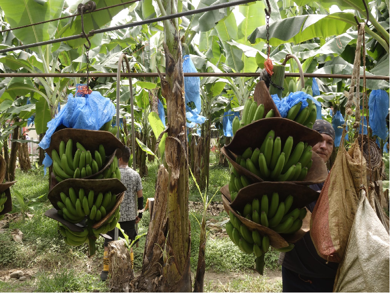 Varieties of banana