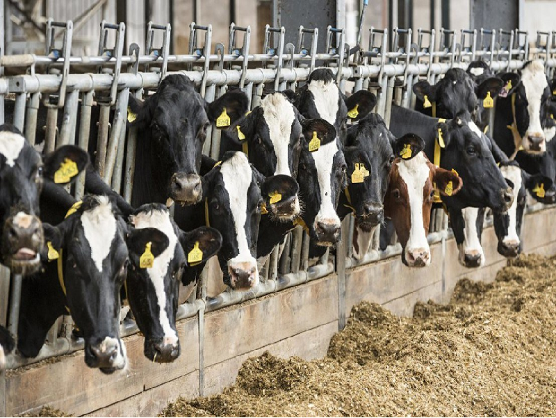 Profitable Cow Rearing