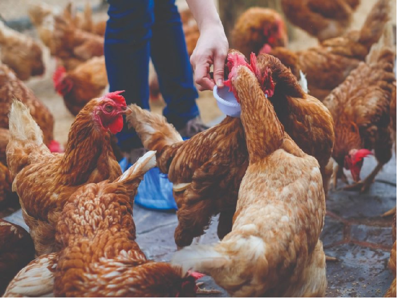 Prevent Method of poultry disease