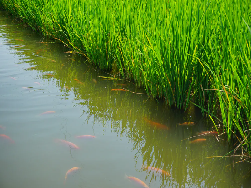 Grass Uses In Fish Farming