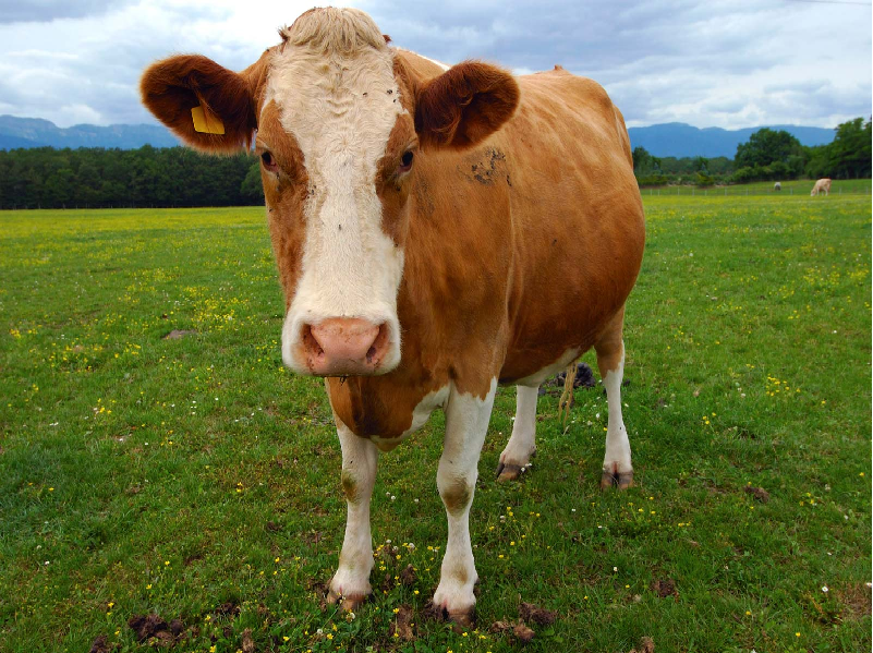 Increase milk production