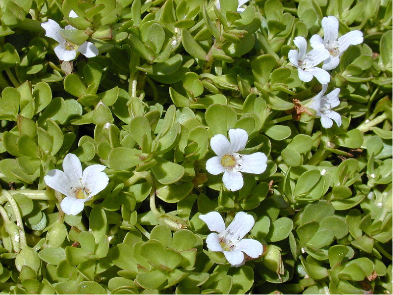 Bacopa/Brahmi Cultivation