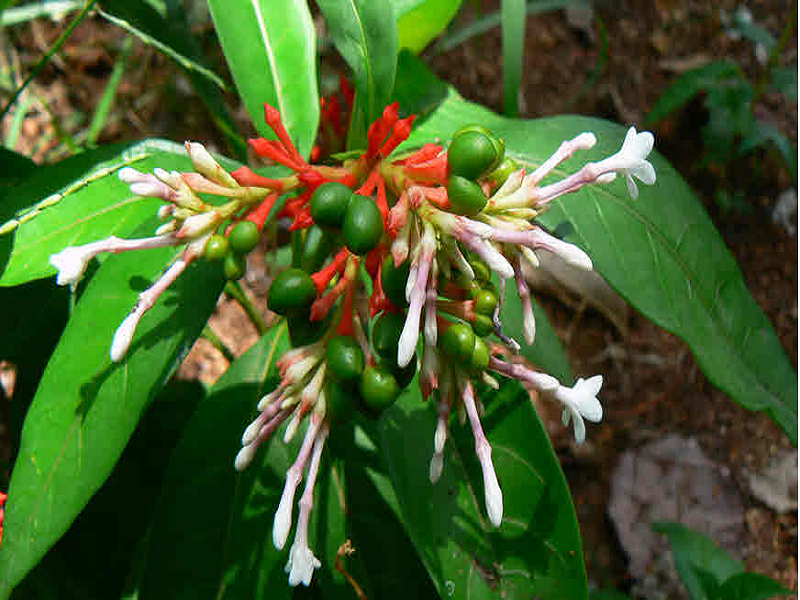Serpentina Medicinal Herbs