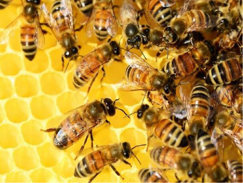 BEE KEEPING