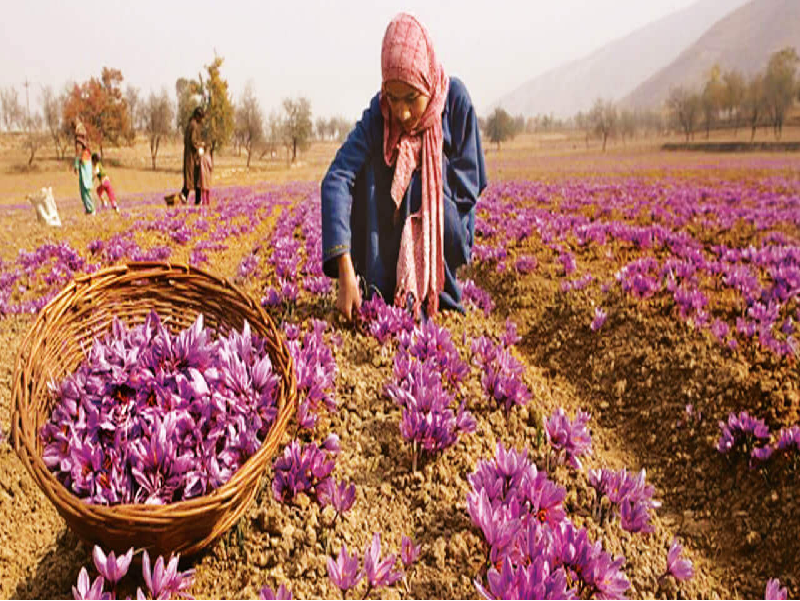 Himalaya Saffron Cultivation