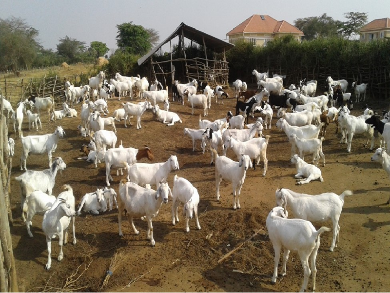 Woman Farmer Success Story