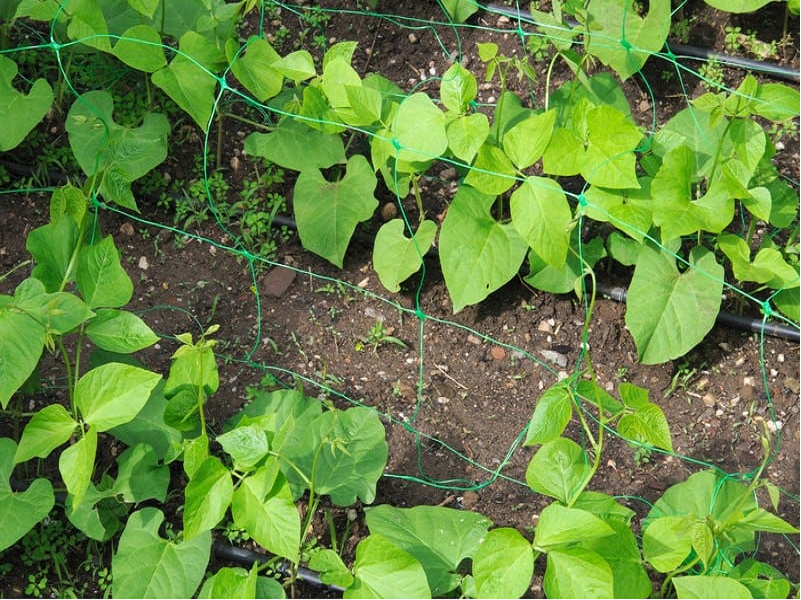 Lentil Cultivation Method