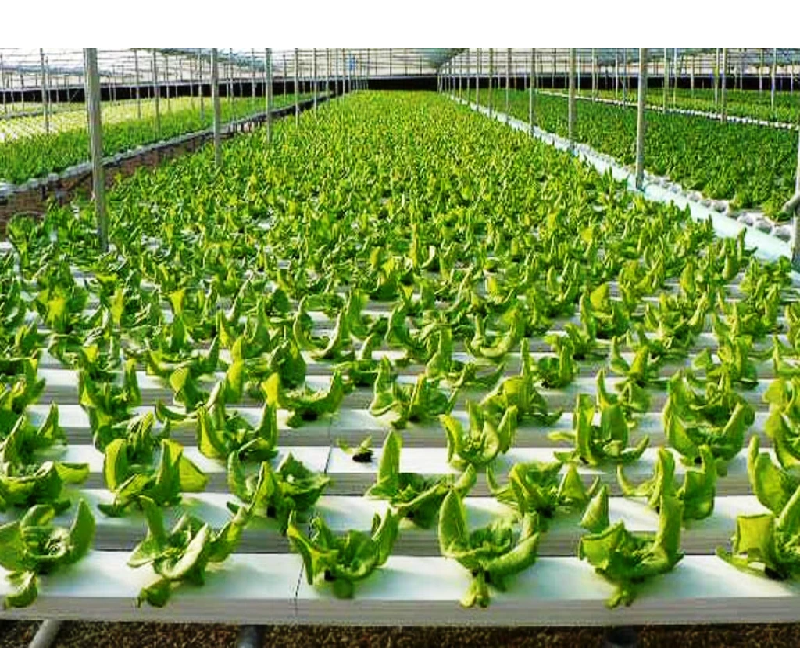Hydronic Farming Method