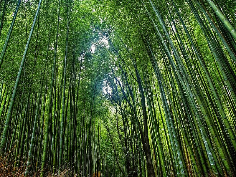 Govt Promoting Bamboo Cultivation