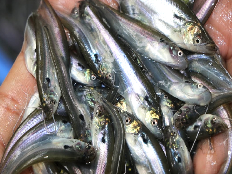 Pabda Fish Cultivation