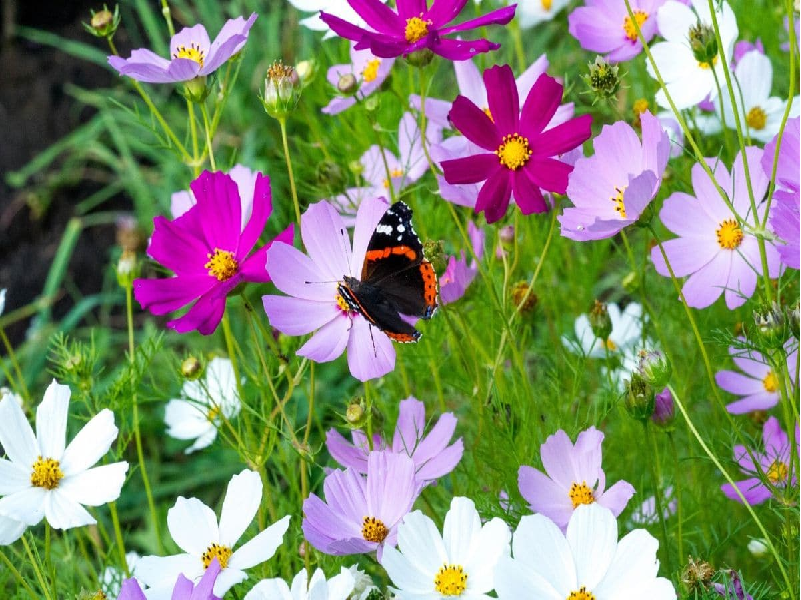 Cosmos flower prominence