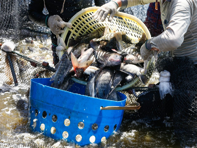 Hybrid Tilapia farming