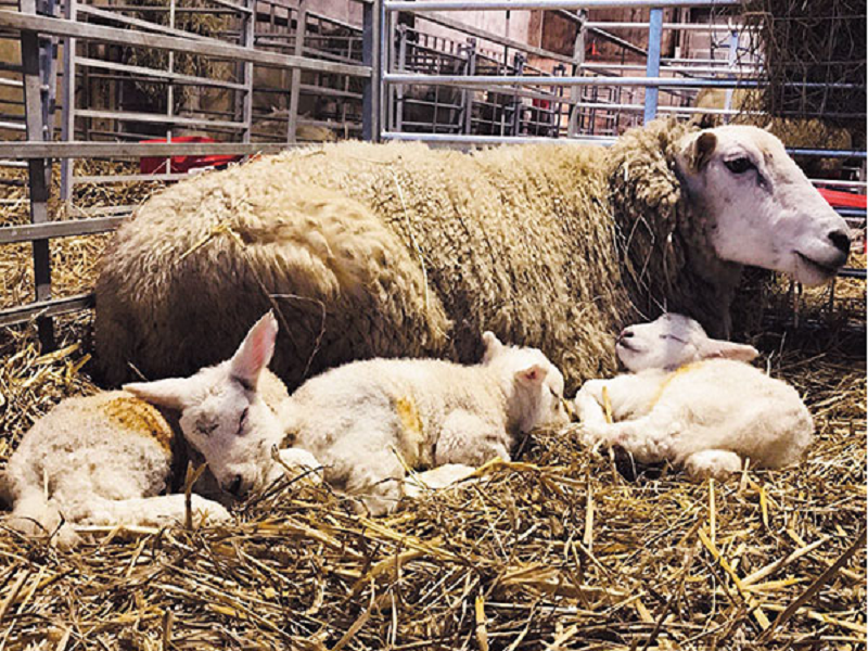 Govt Subsidy for animal rearing