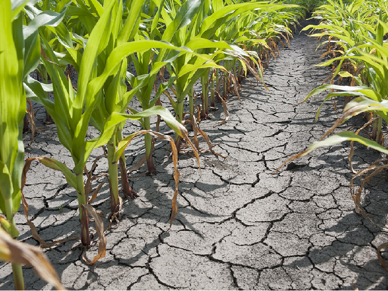 Draught area cultivation