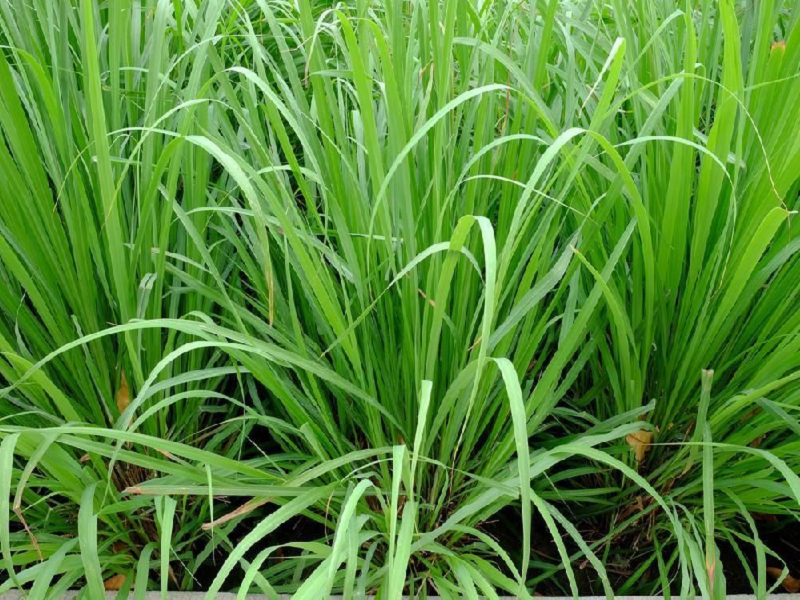 Lemon Grass Cultivation