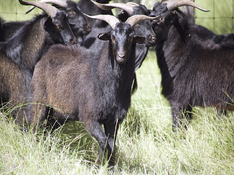 Goat breed