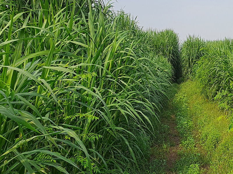 Guinea grass