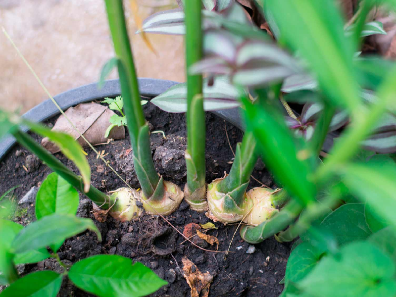 Ginger cultivation