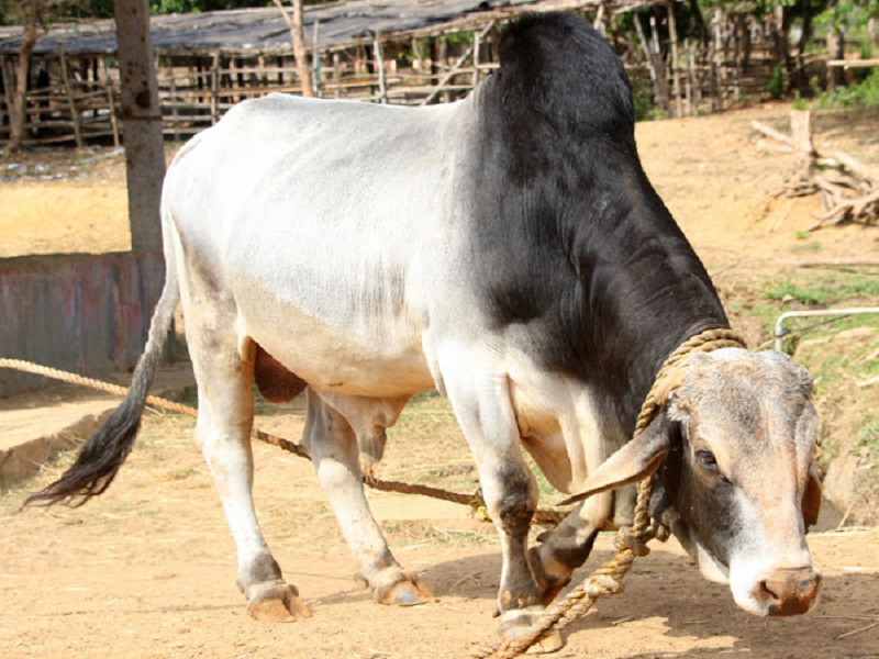 Tharparker cow
