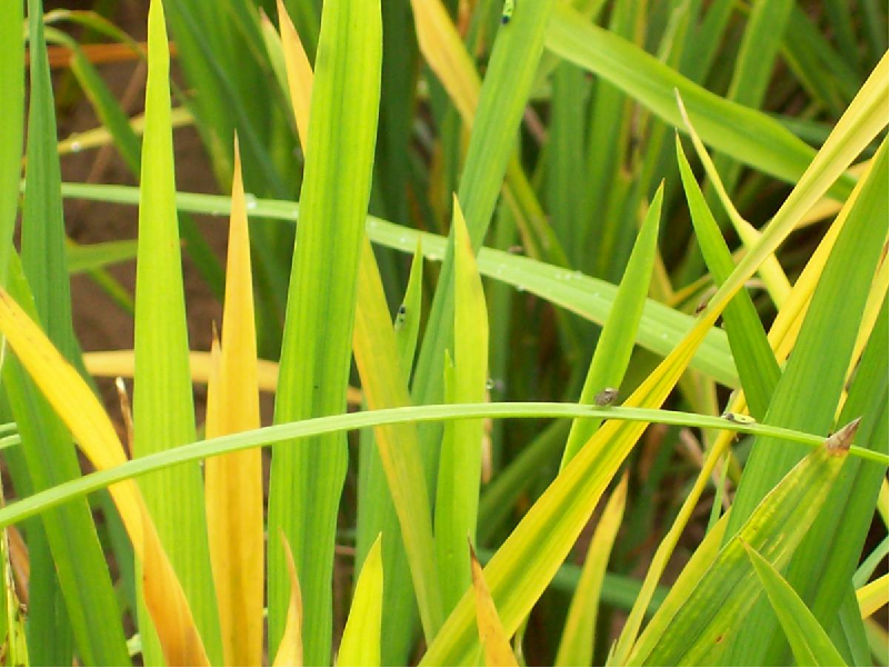 Paddy Disease