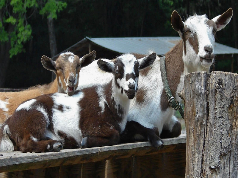 Goat farm