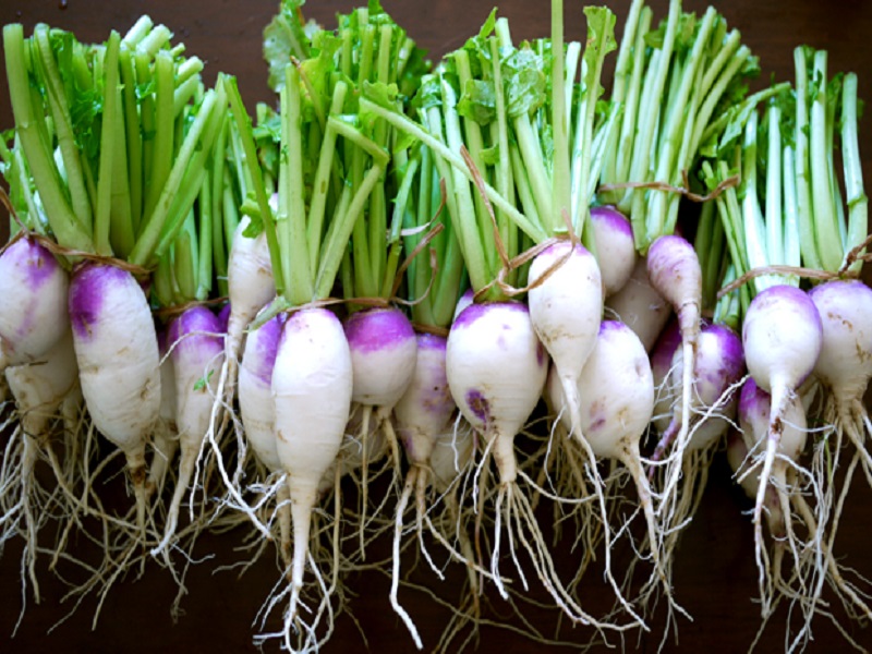 Turnip farming