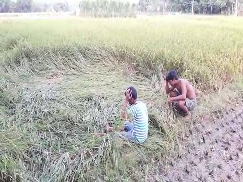 Crop devastated