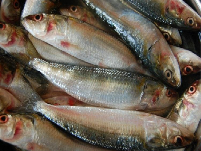 Formalin in fish